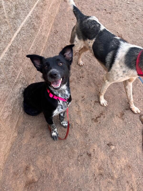 Enlarge Callie, a Adoptable Mixed Breed in Hobbs, NM image 4/6