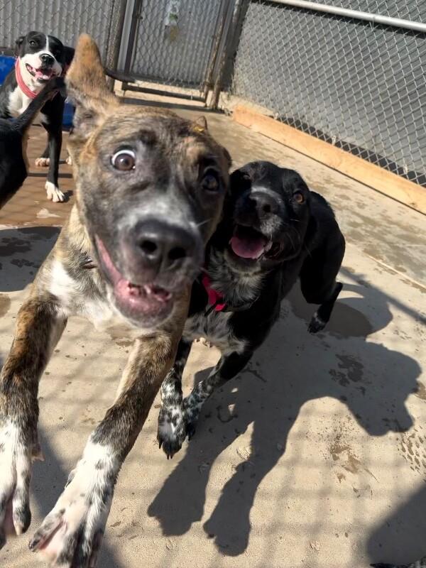 Enlarge Callie, a Adoptable Mixed Breed in Hobbs, NM image 5/6