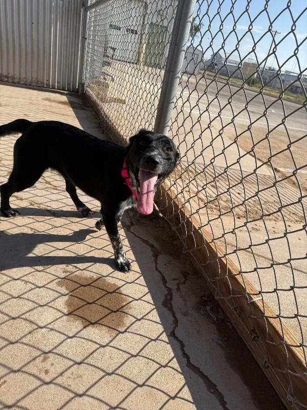 Enlarge Callie, a Adoptable Mixed Breed in Hobbs, NM image 6/6