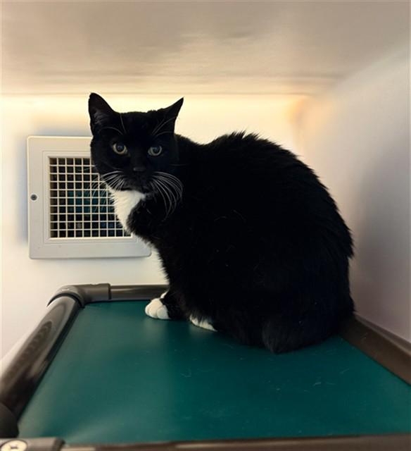BOOTSY, Adoptable, Adult Female Domestic Short Hair.
