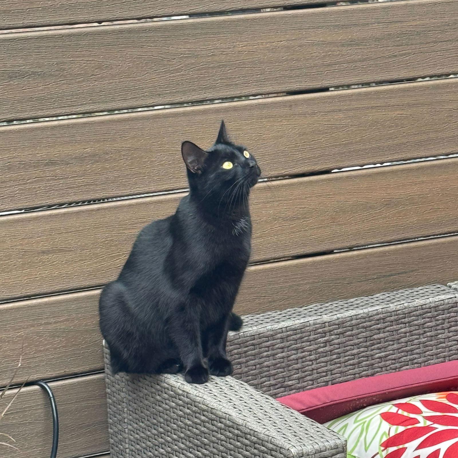 Obsidian, Adoptable, Young Female Domestic Short Hair.