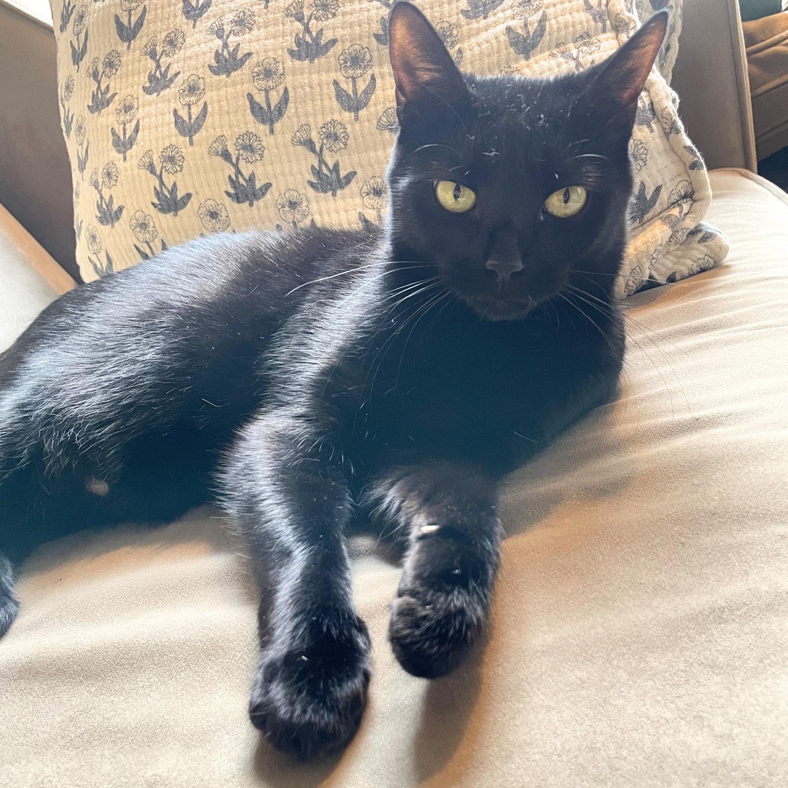 Enlarge Obsidian, a Adoptable Domestic Short Hair in Brooklyn, NY image 2/3