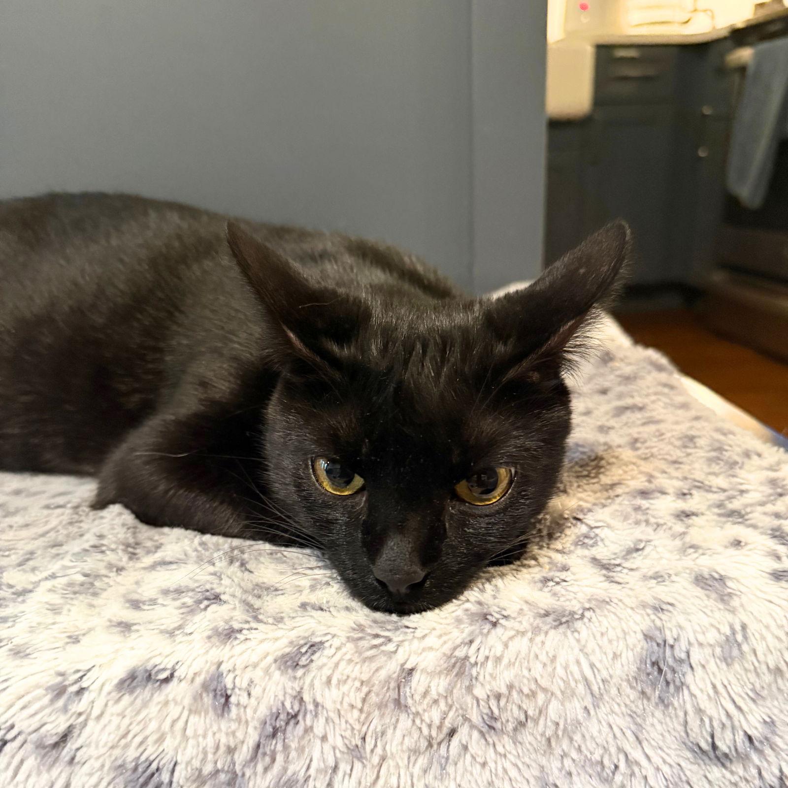 Enlarge Obsidian, a Adoptable Domestic Short Hair in Brooklyn, NY image 2/3
