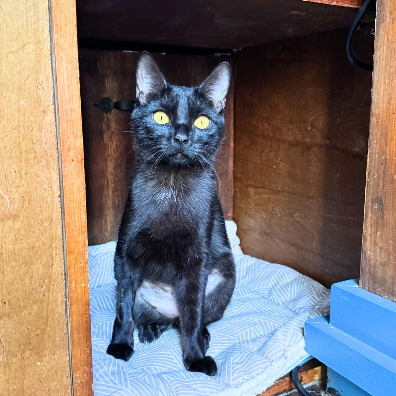 Obsidian, Adoptable, Adult Female Domestic Short Hair.