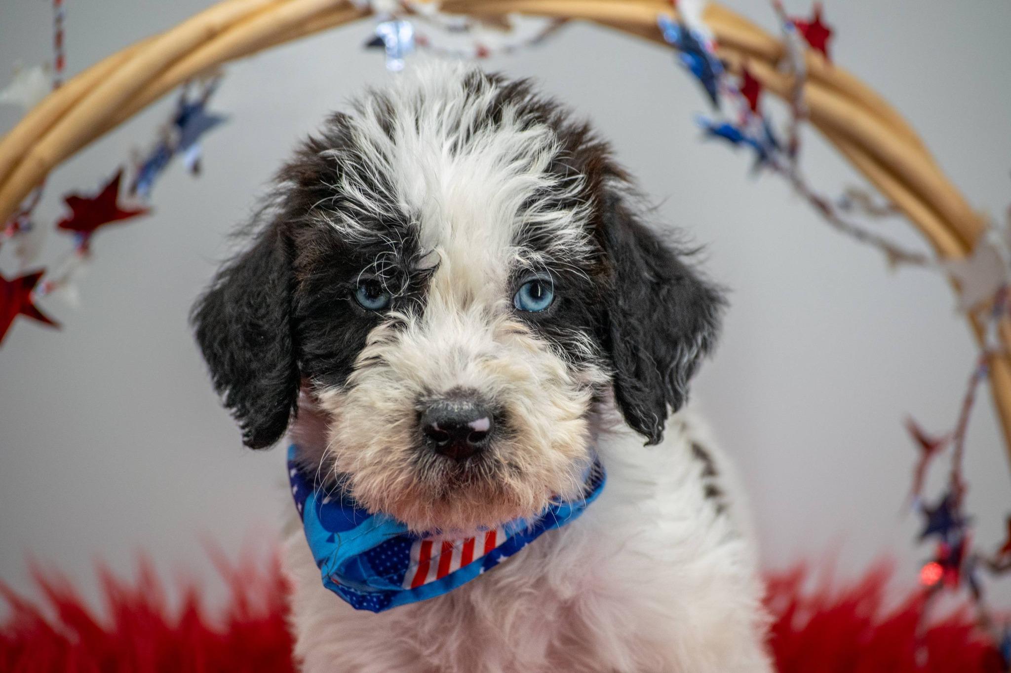 Enlarge Blue, an adopted Labradoodle in Sevierville, TN image 2/4