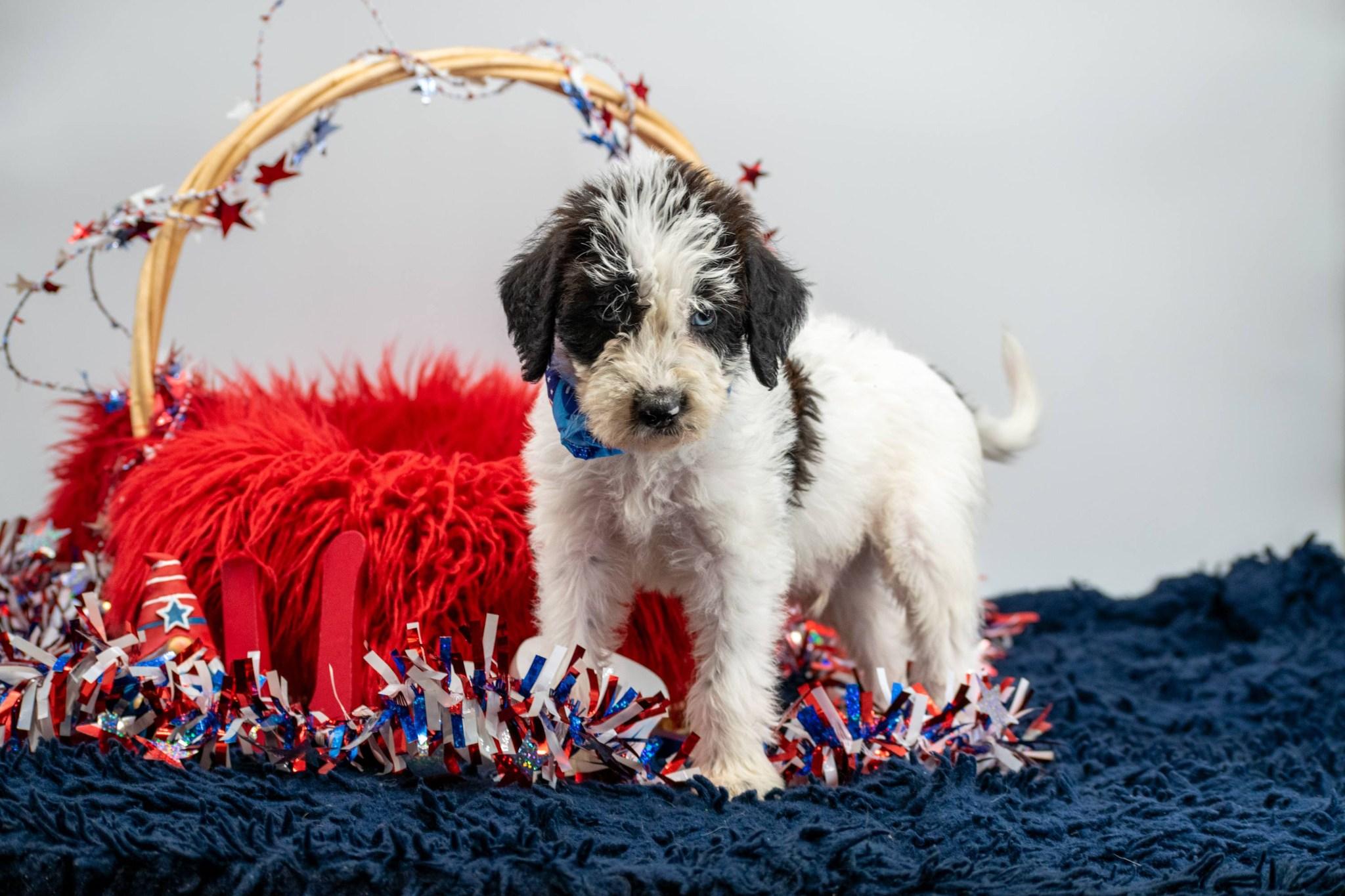 Enlarge Blue, an adopted Labradoodle in Sevierville, TN image 3/4