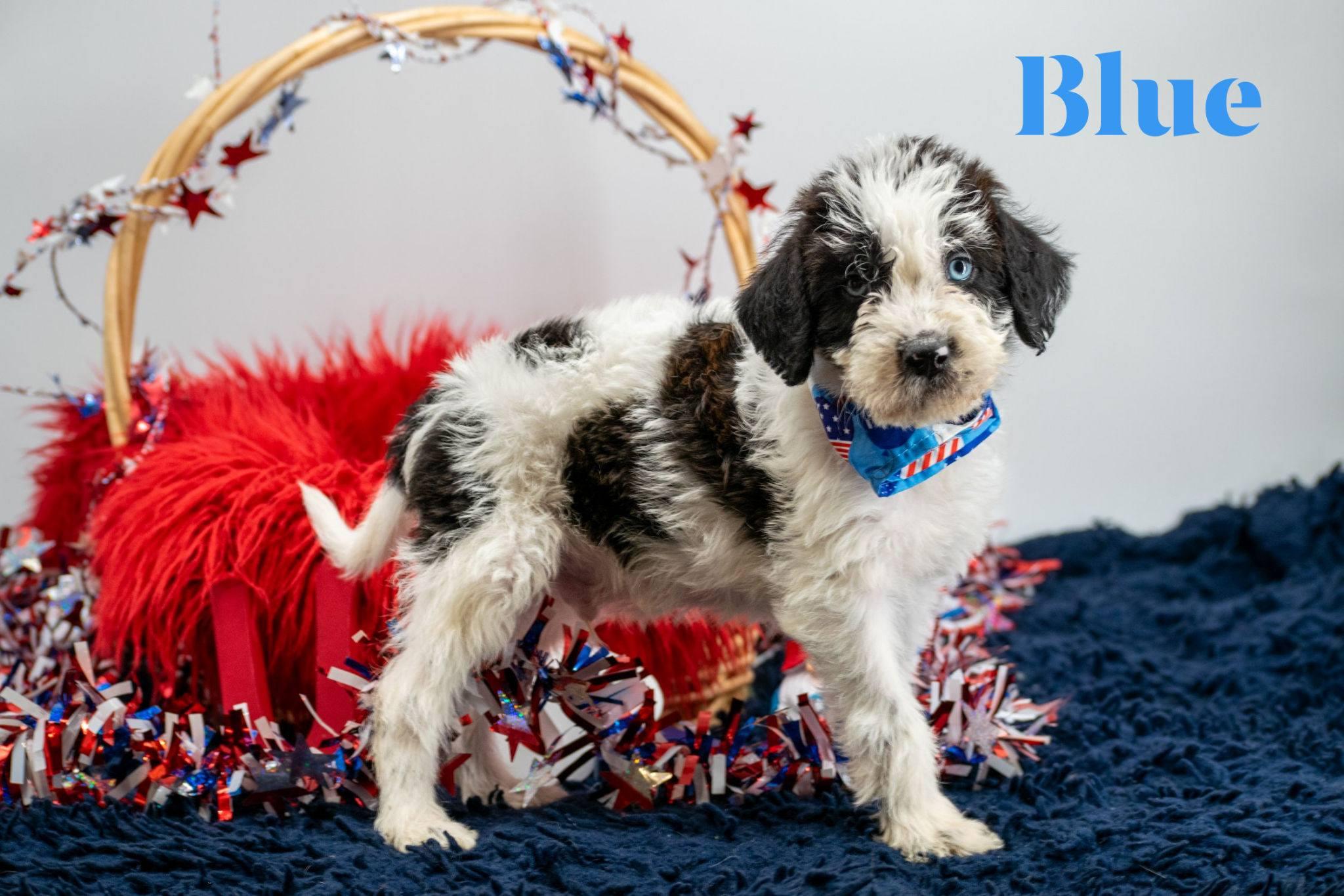 Enlarge Blue, an adopted Labradoodle in Sevierville, TN image 1/4