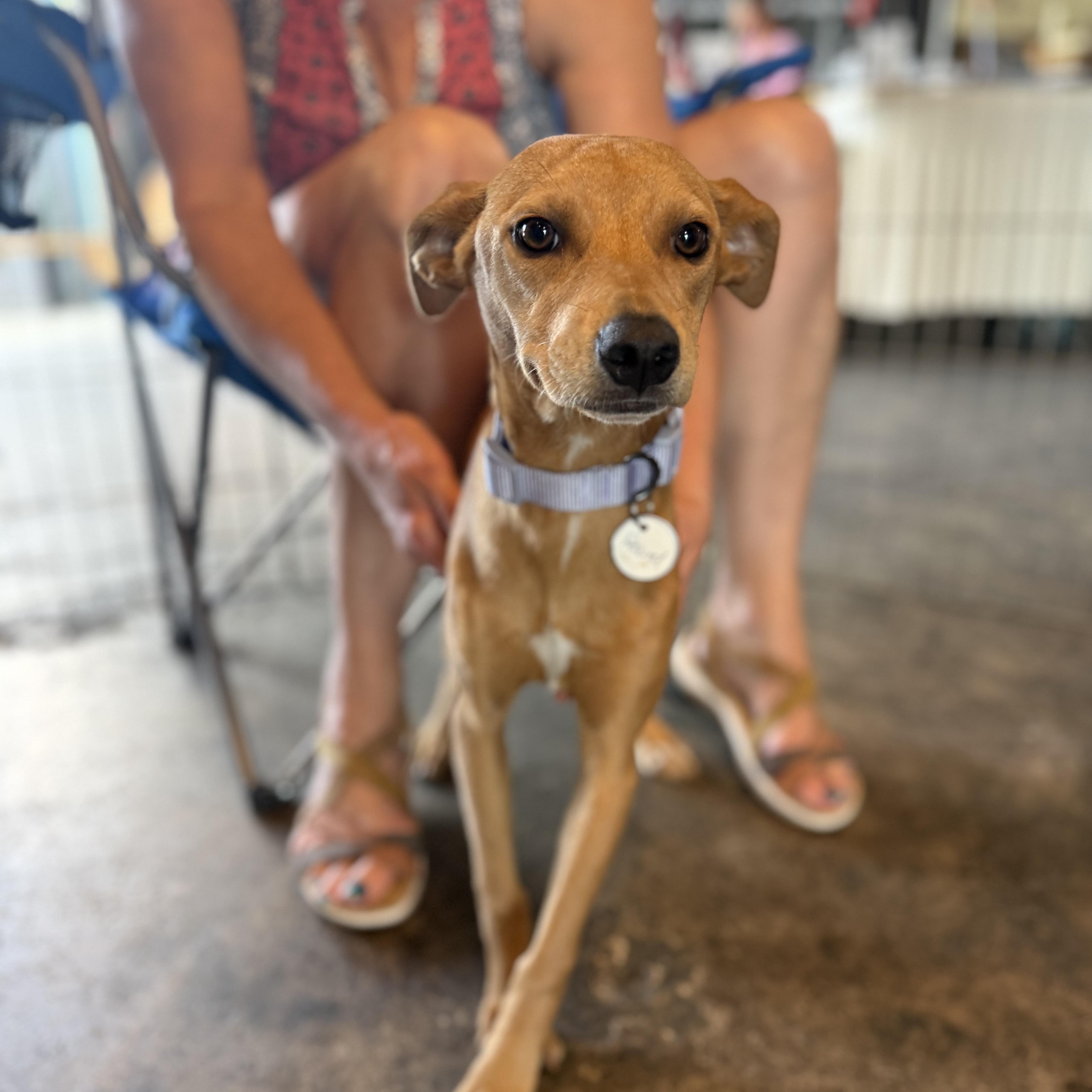 Willow, a ADOPTABLE mixed breed in San Diego, CA image 3/4