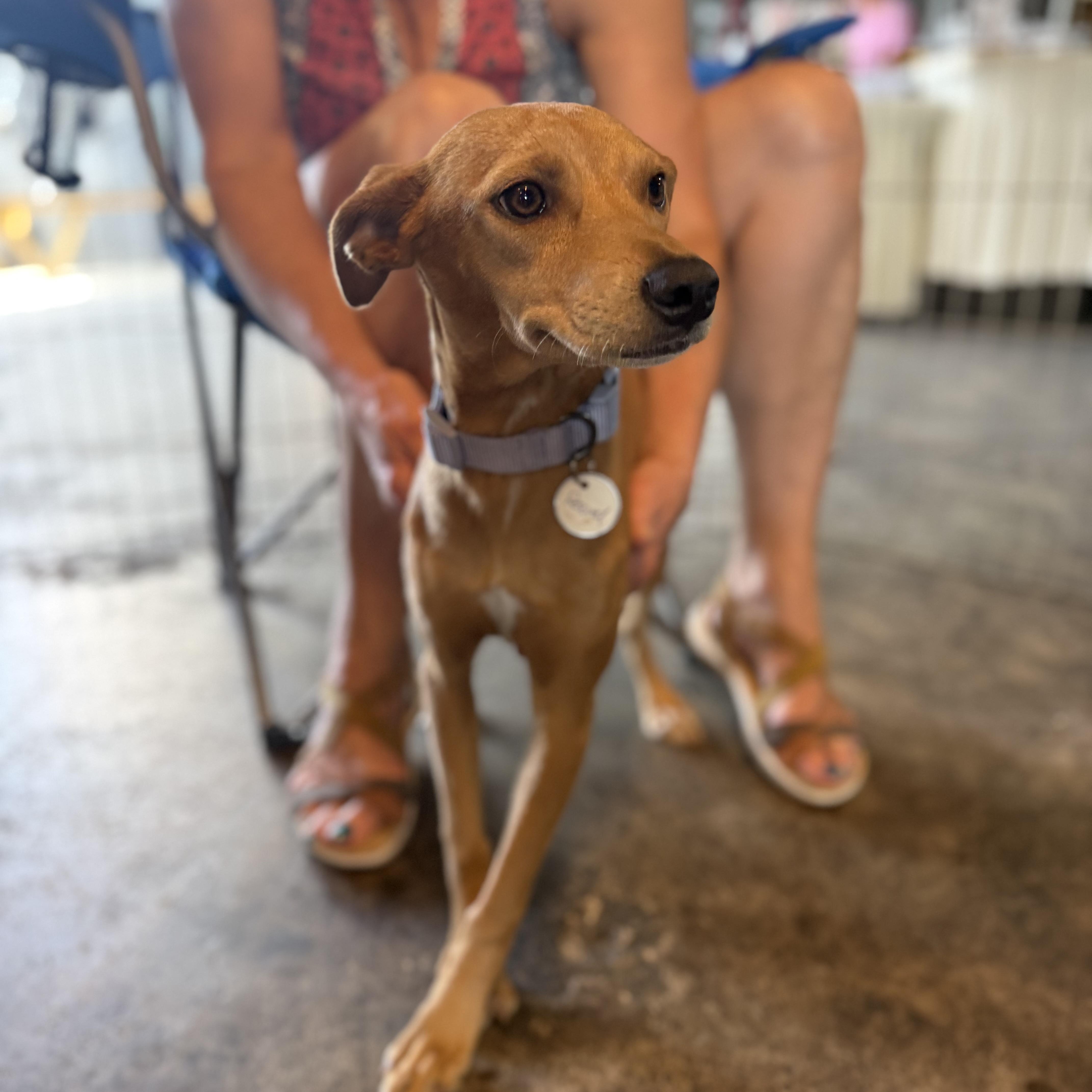 Willow, a ADOPTABLE mixed breed in San Diego, CA image 4/4