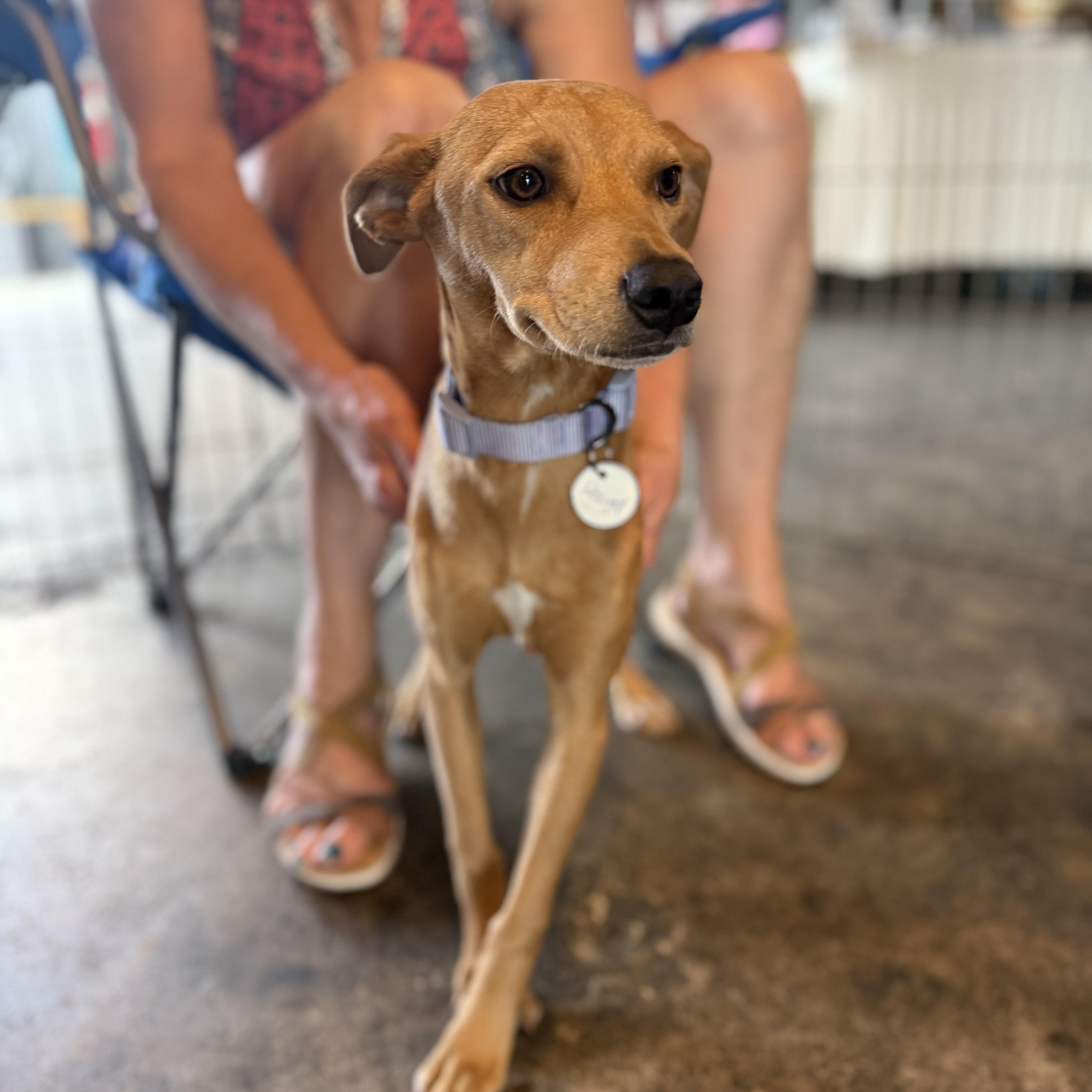 Willow, ADOPTABLE, Puppy Female Whippet.