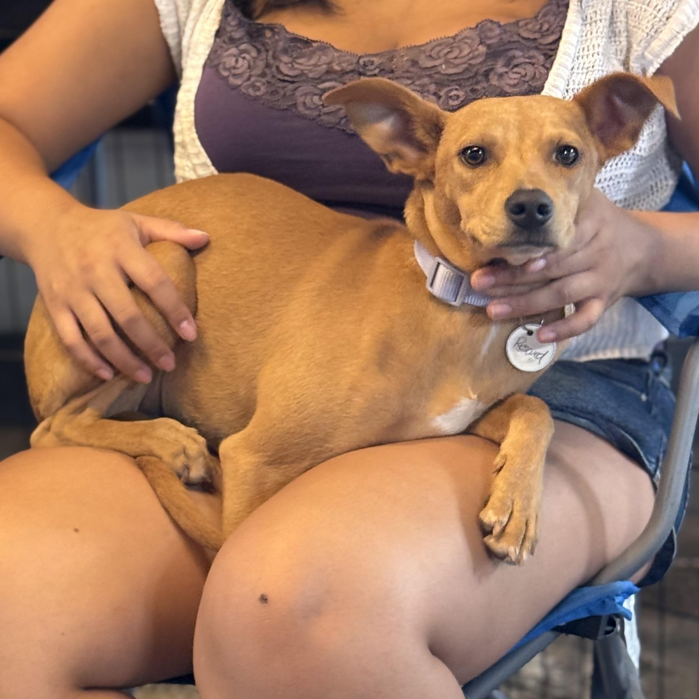 Willow, a ADOPTABLE mixed breed in San Diego, CA image 2/4