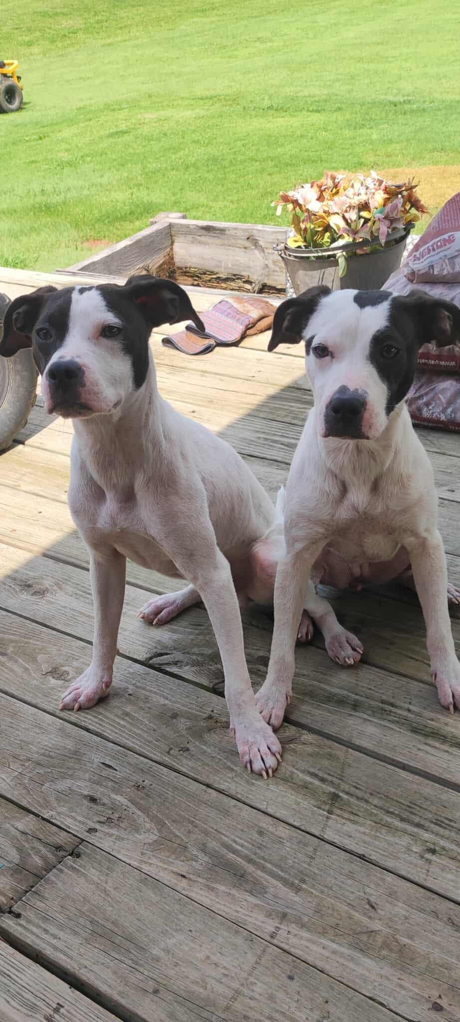 Jill, Baby Female American Staffordshire Terrier
