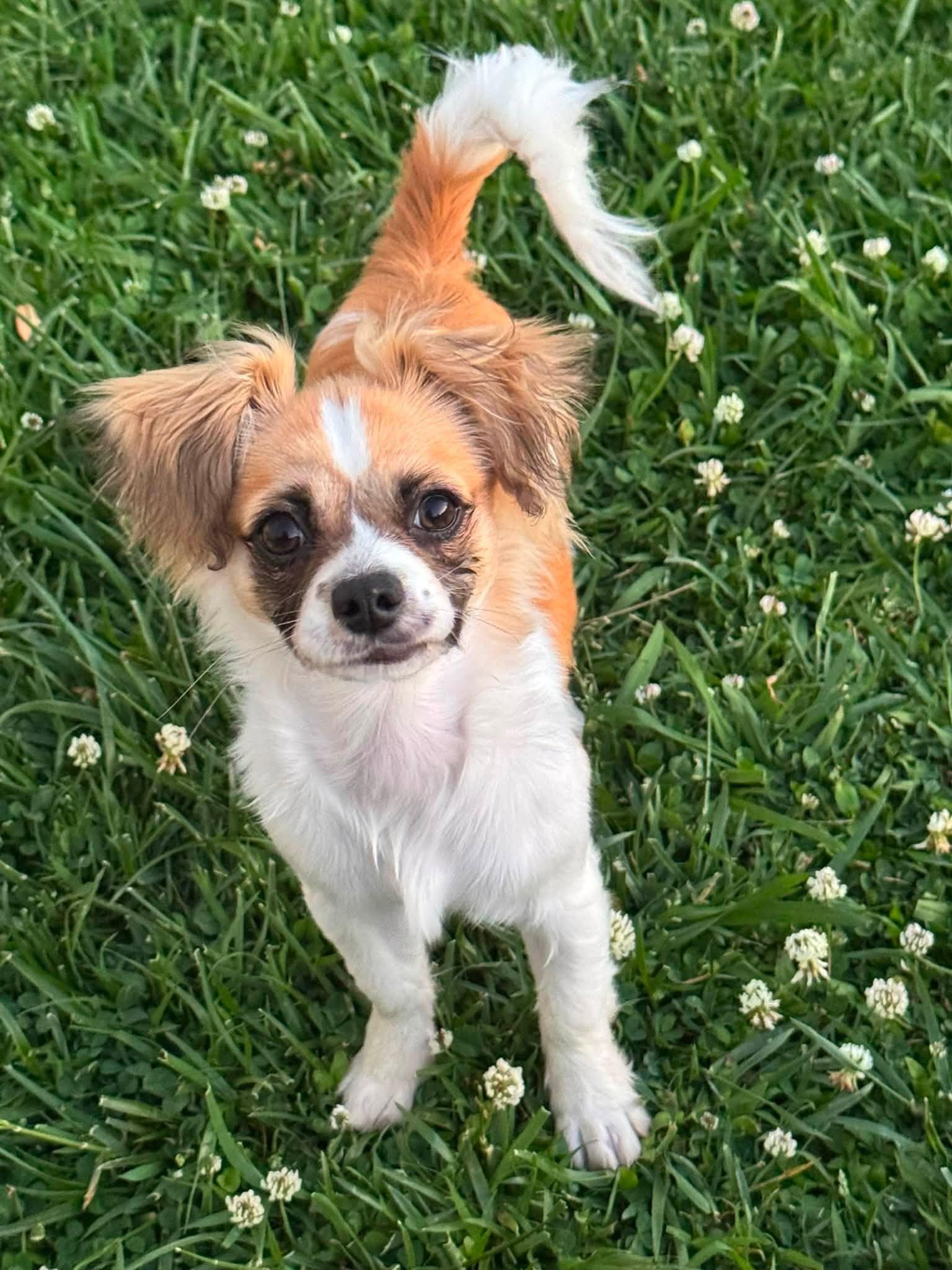 Enlarge Neville, a Adoptable mixed breed in Middletown, NJ image 1/3