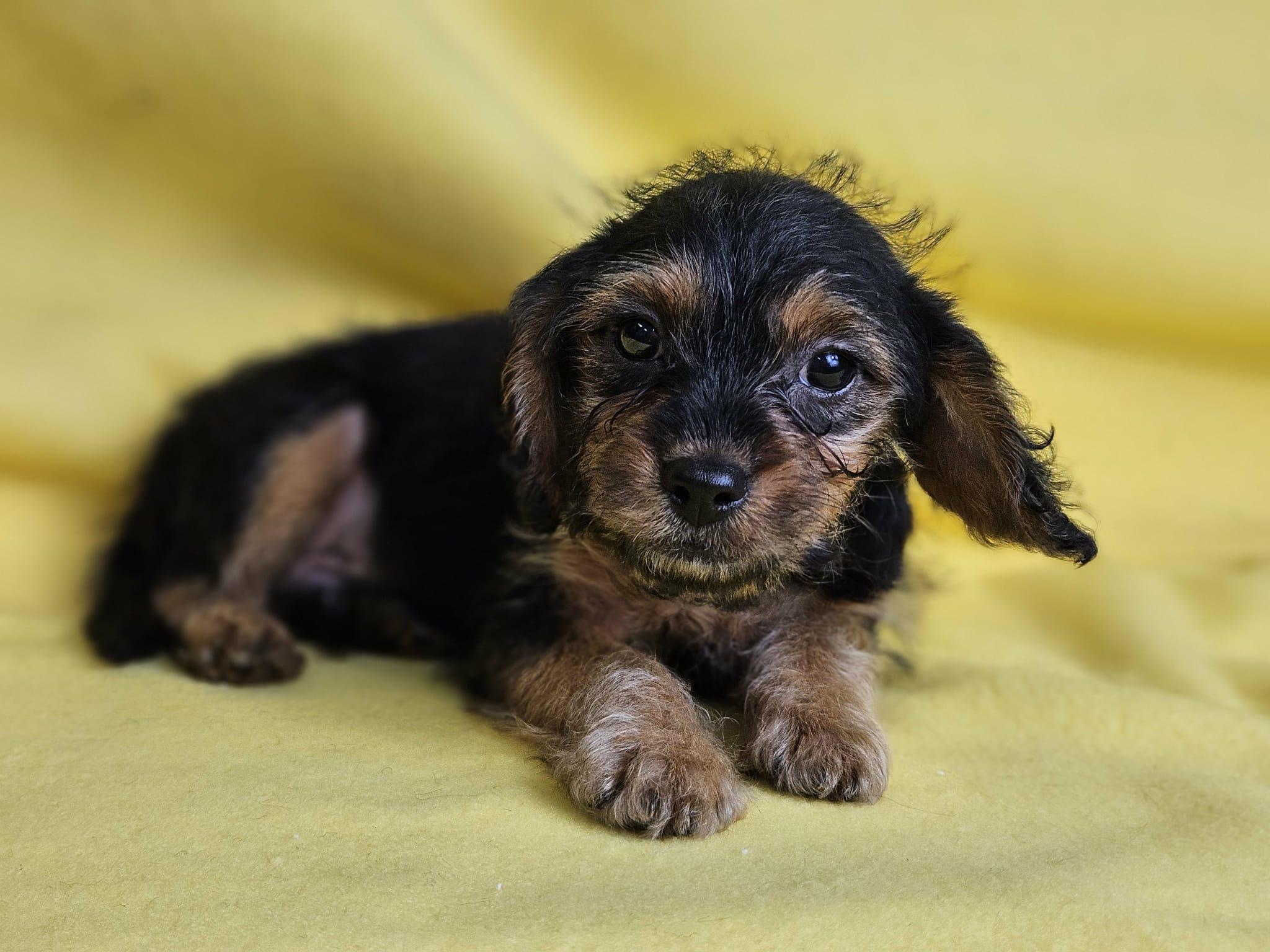 Digger, ADOPTABLE, Puppy Male Yorkie Poo & Maltese.