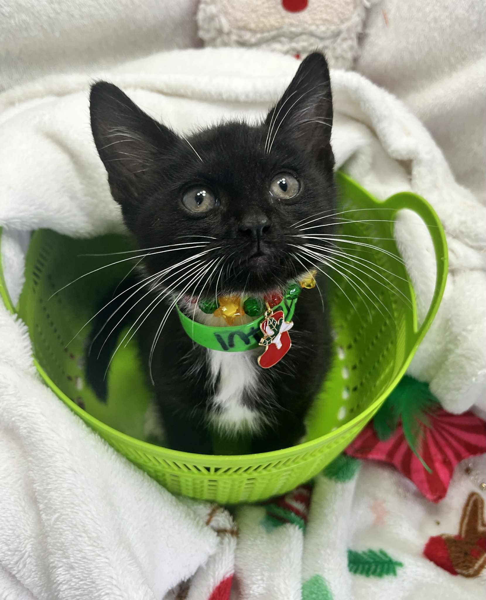 Enlarge Turtul, a Adoptable Tuxedo in Tavares, FL image 3/6