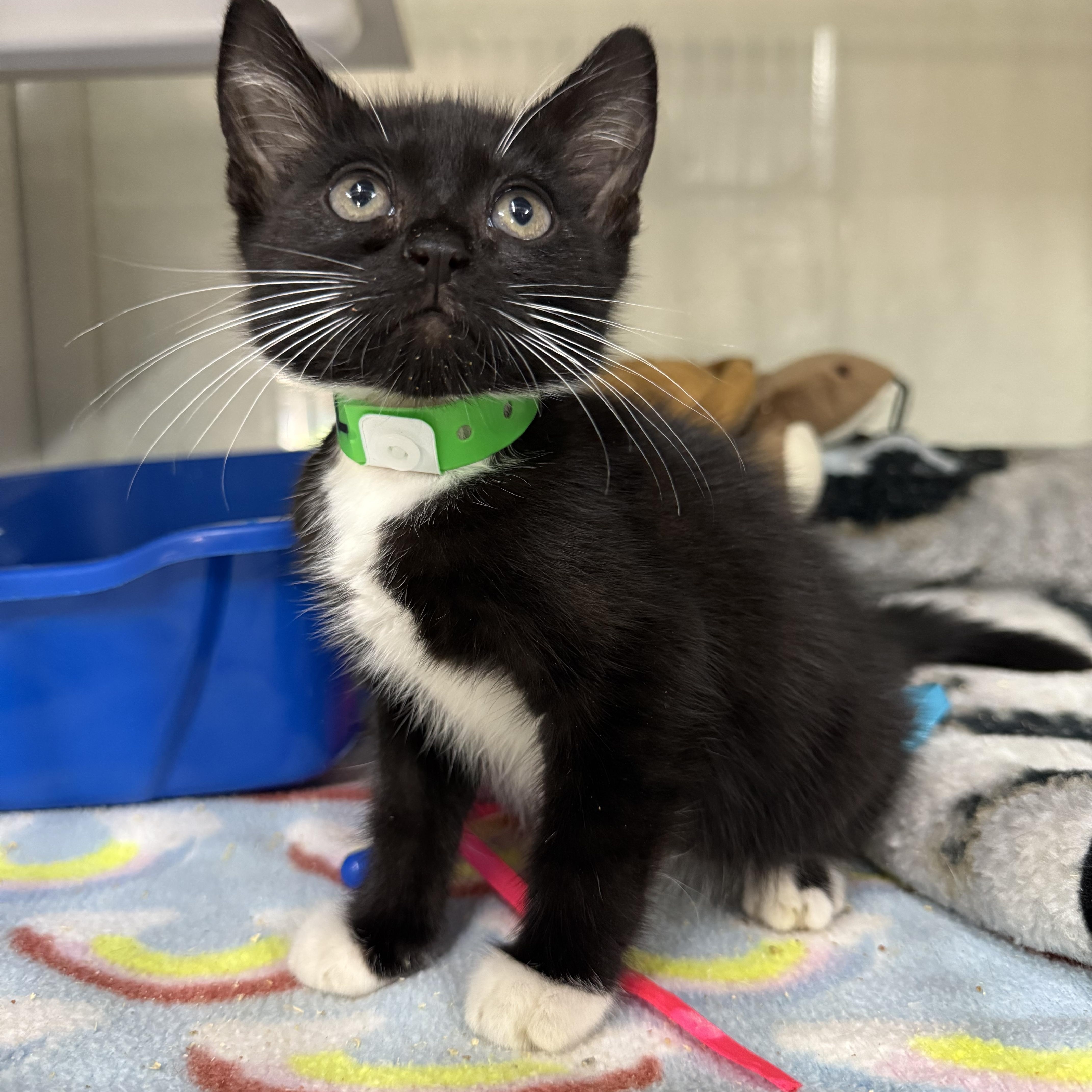 Turtul, Adoptable, Kitten Male Tuxedo.