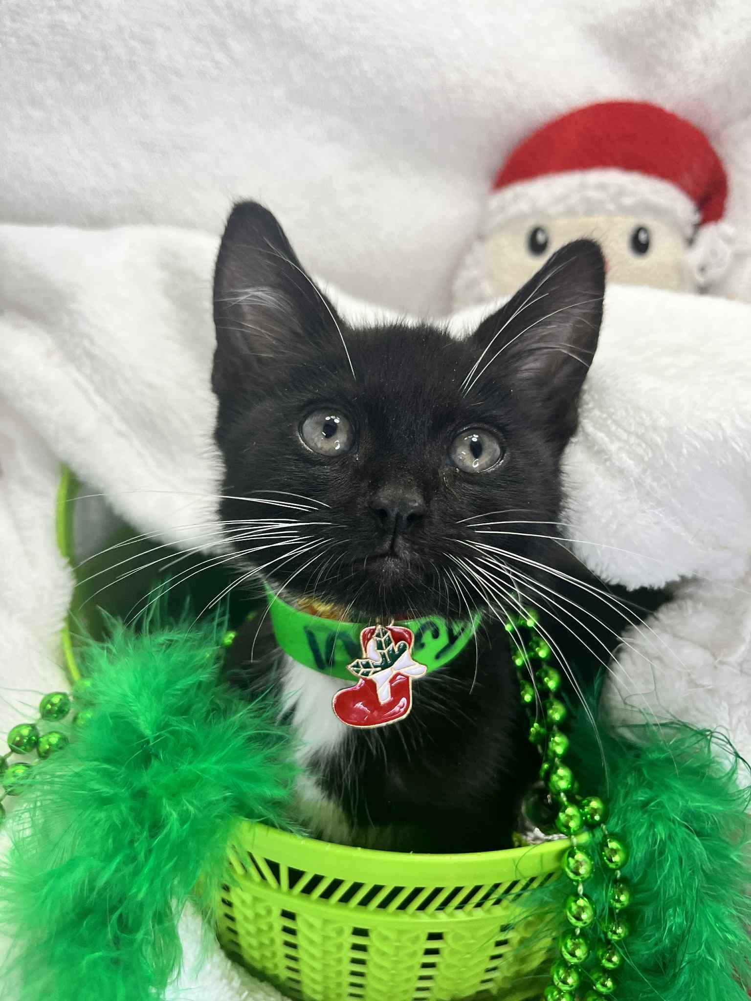 Enlarge Turtul, a Adoptable Tuxedo in Tavares, FL image 4/6