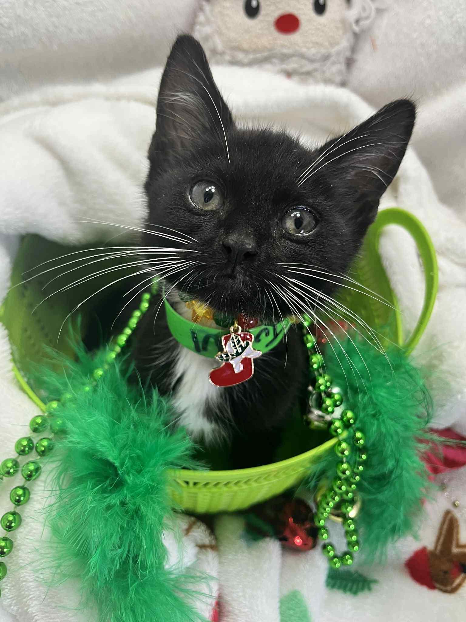 Enlarge Turtul, a Adoptable Tuxedo in Tavares, FL image 5/6
