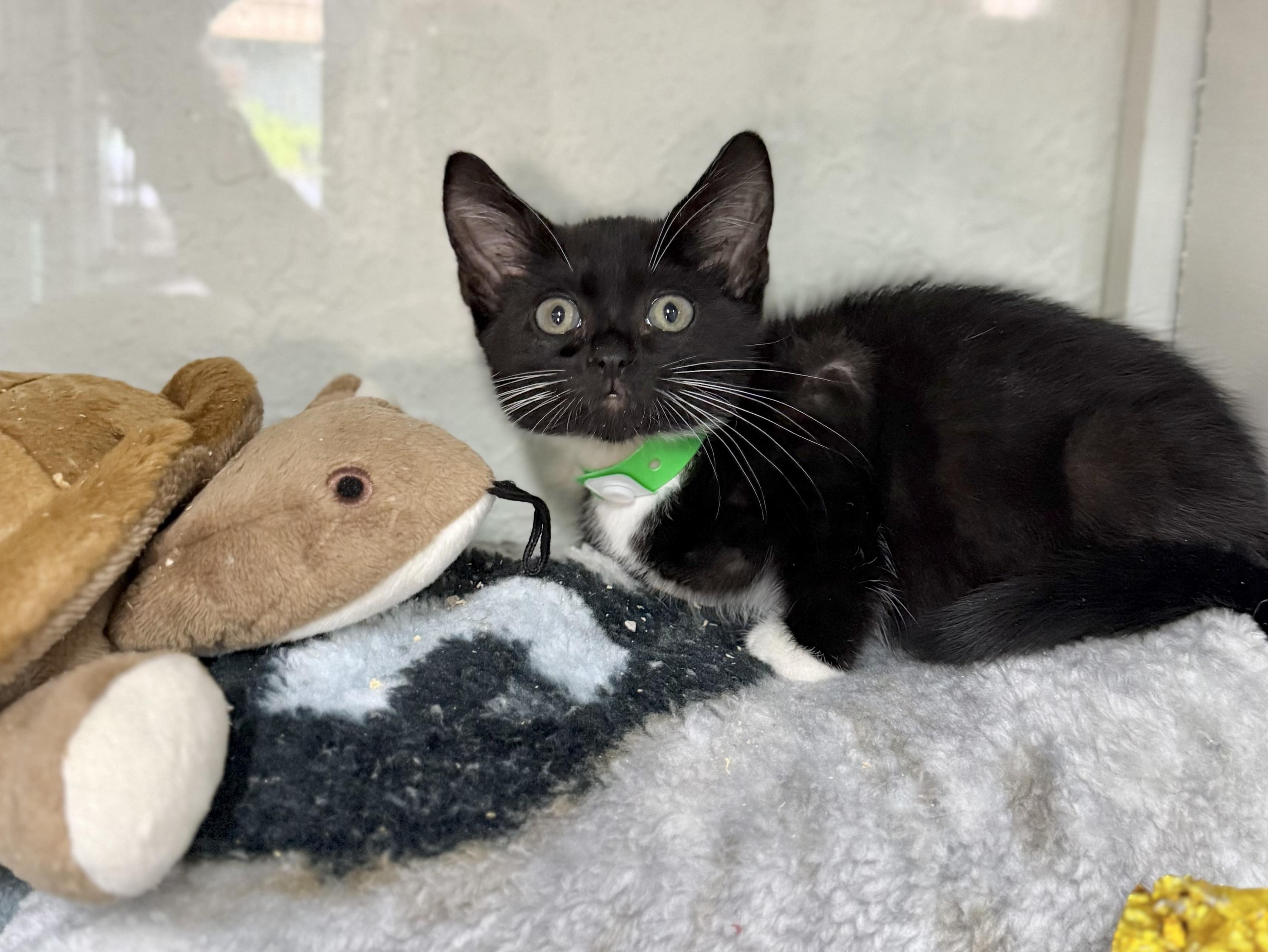 Enlarge Turtul, a Adoptable Tuxedo in Tavares, FL image 6/6