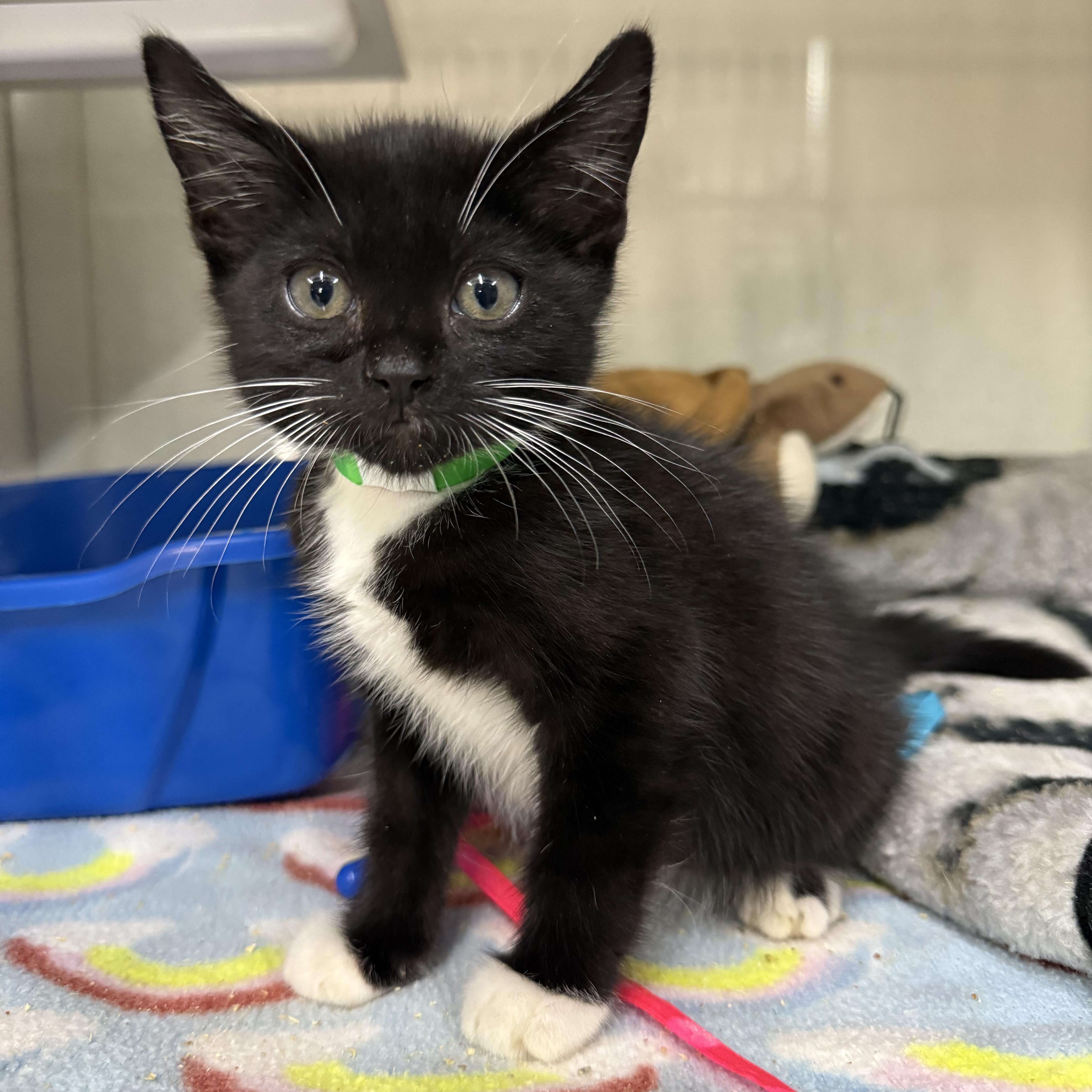 Enlarge Turtul, a Adoptable Tuxedo in Tavares, FL image 2/6