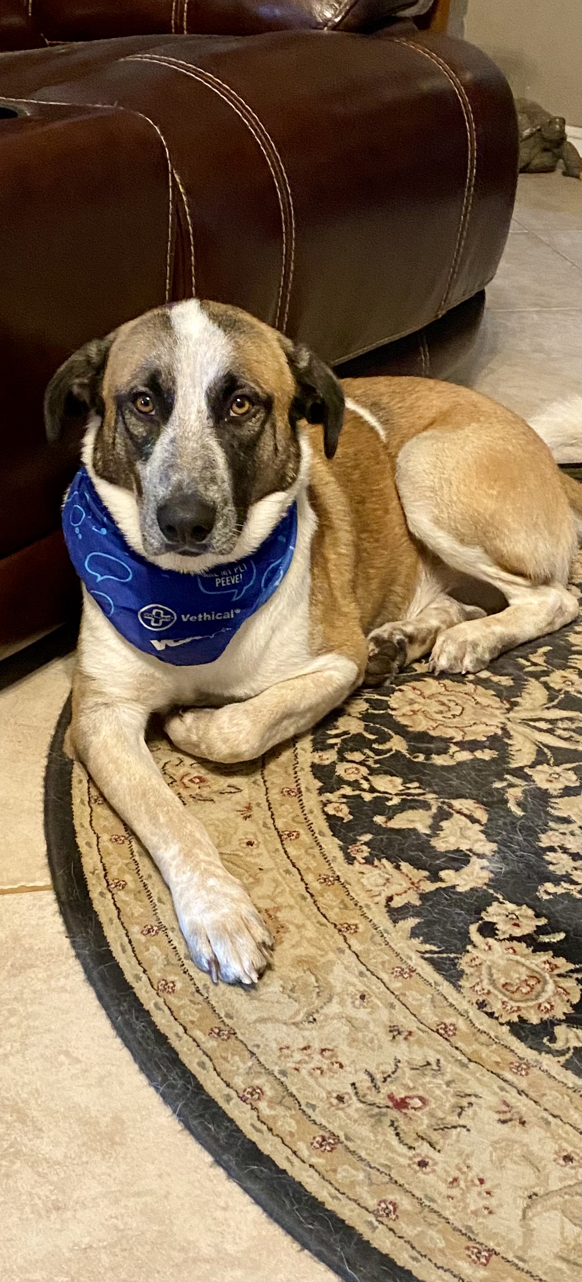 Barnaby Jones, Adoptable, Adult Male Great Pyrenees & Belgian Shepherd / Malinois.