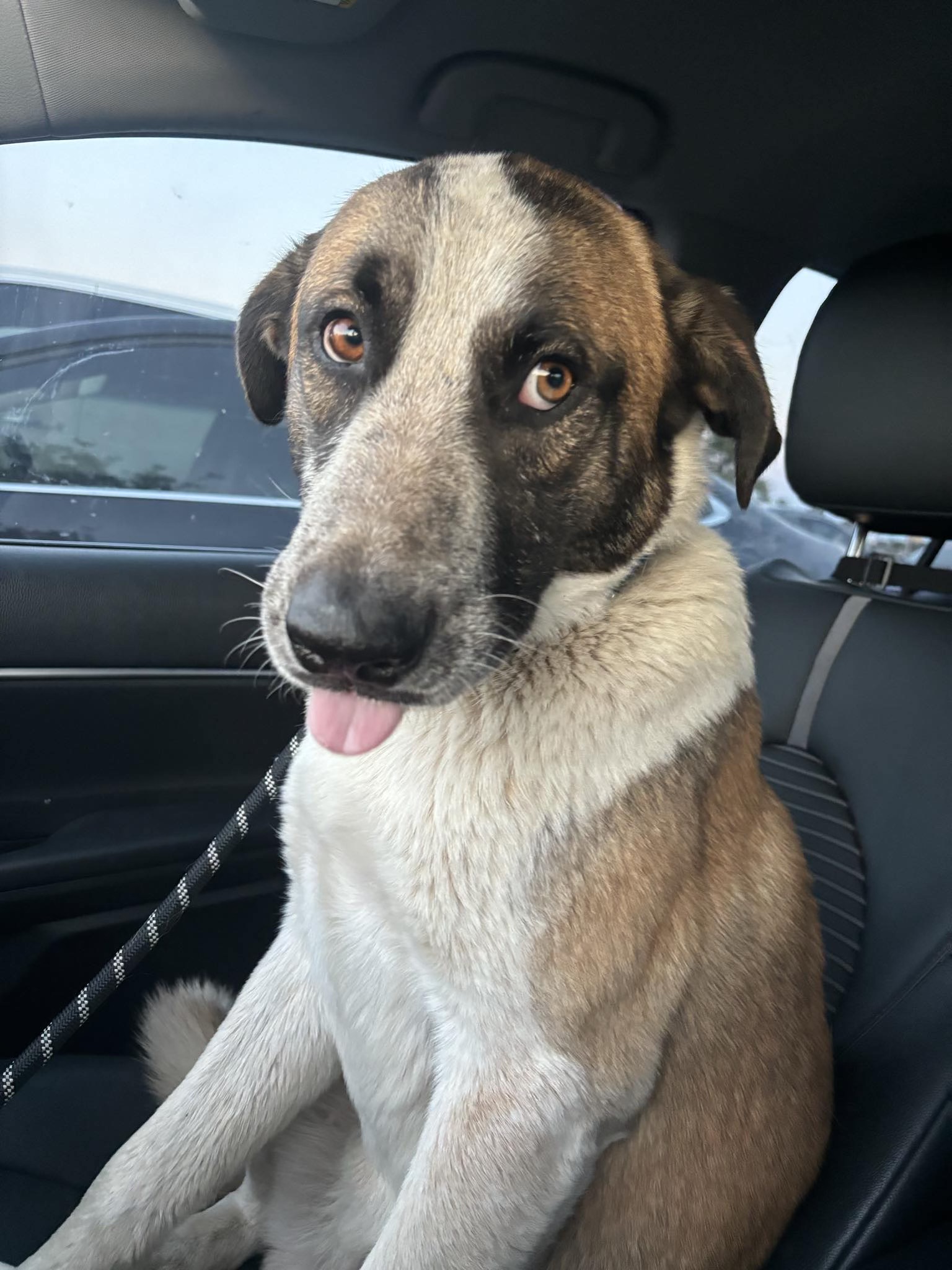 Barnaby Jones, Adoptable, Adult Male Great Pyrenees & Belgian Shepherd / Malinois.