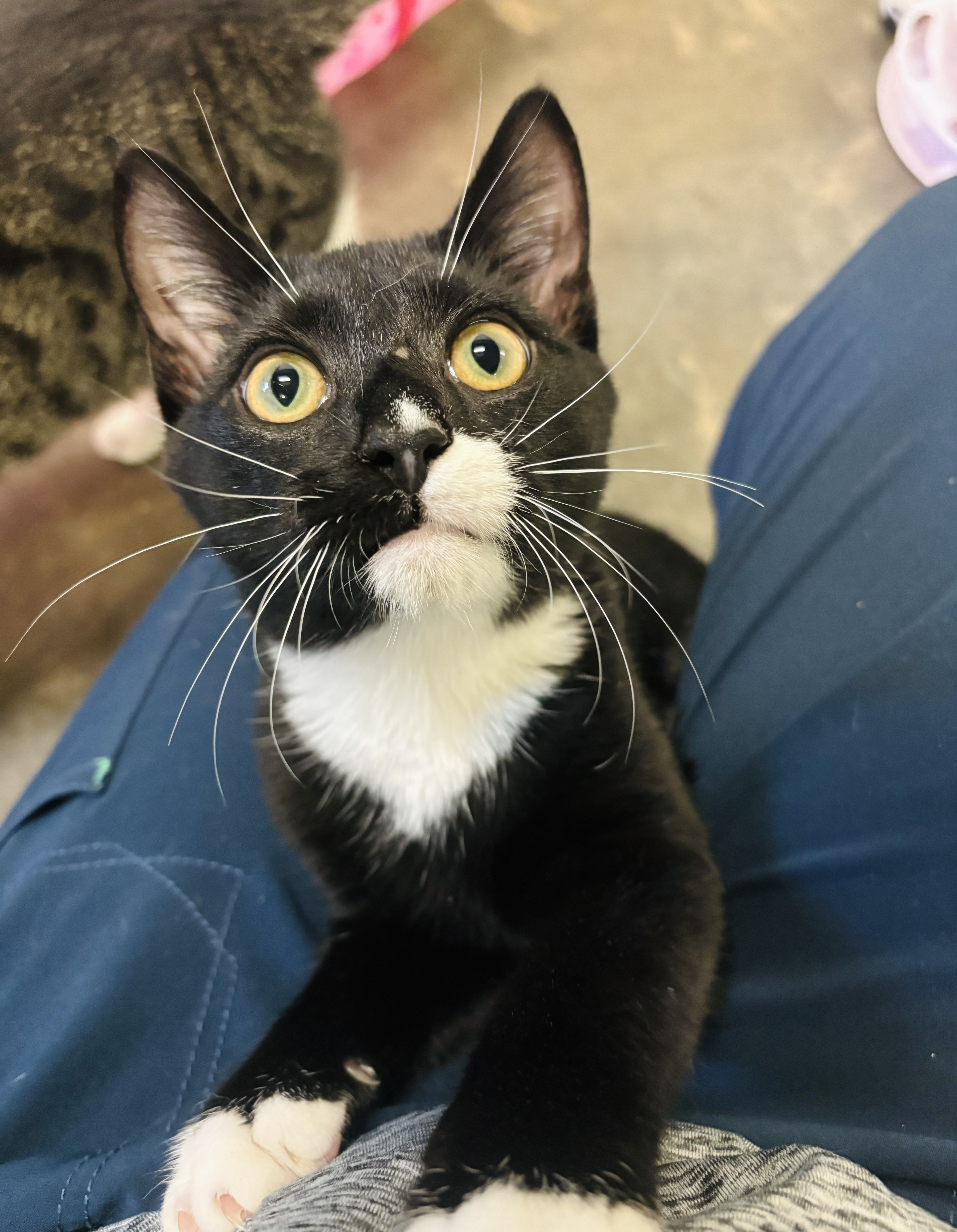 Peter, Adoptable, Young Male Domestic Short Hair.