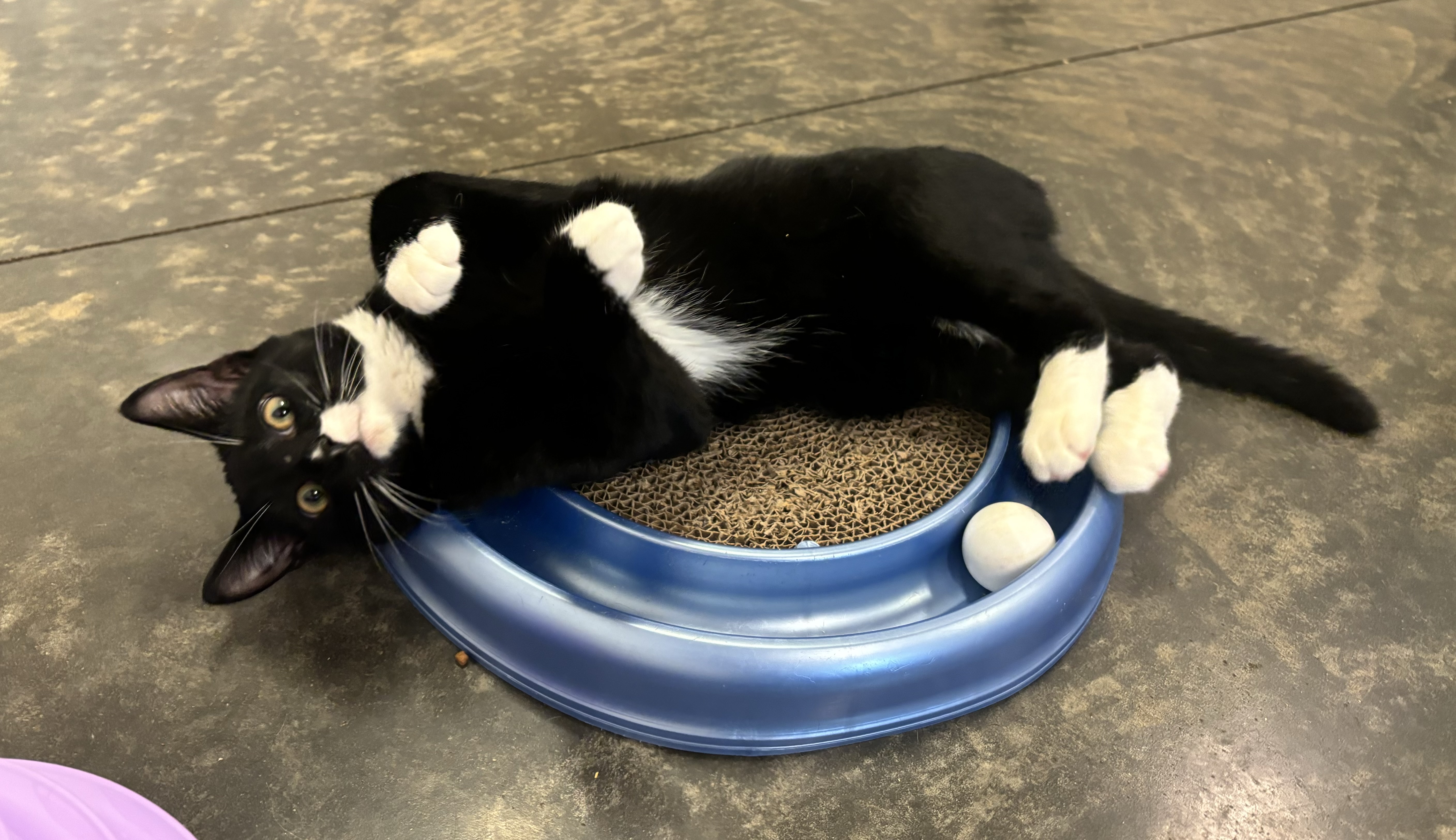 Peter, a Adoptable Domestic Short Hair in Salisbury, NC image 3/5