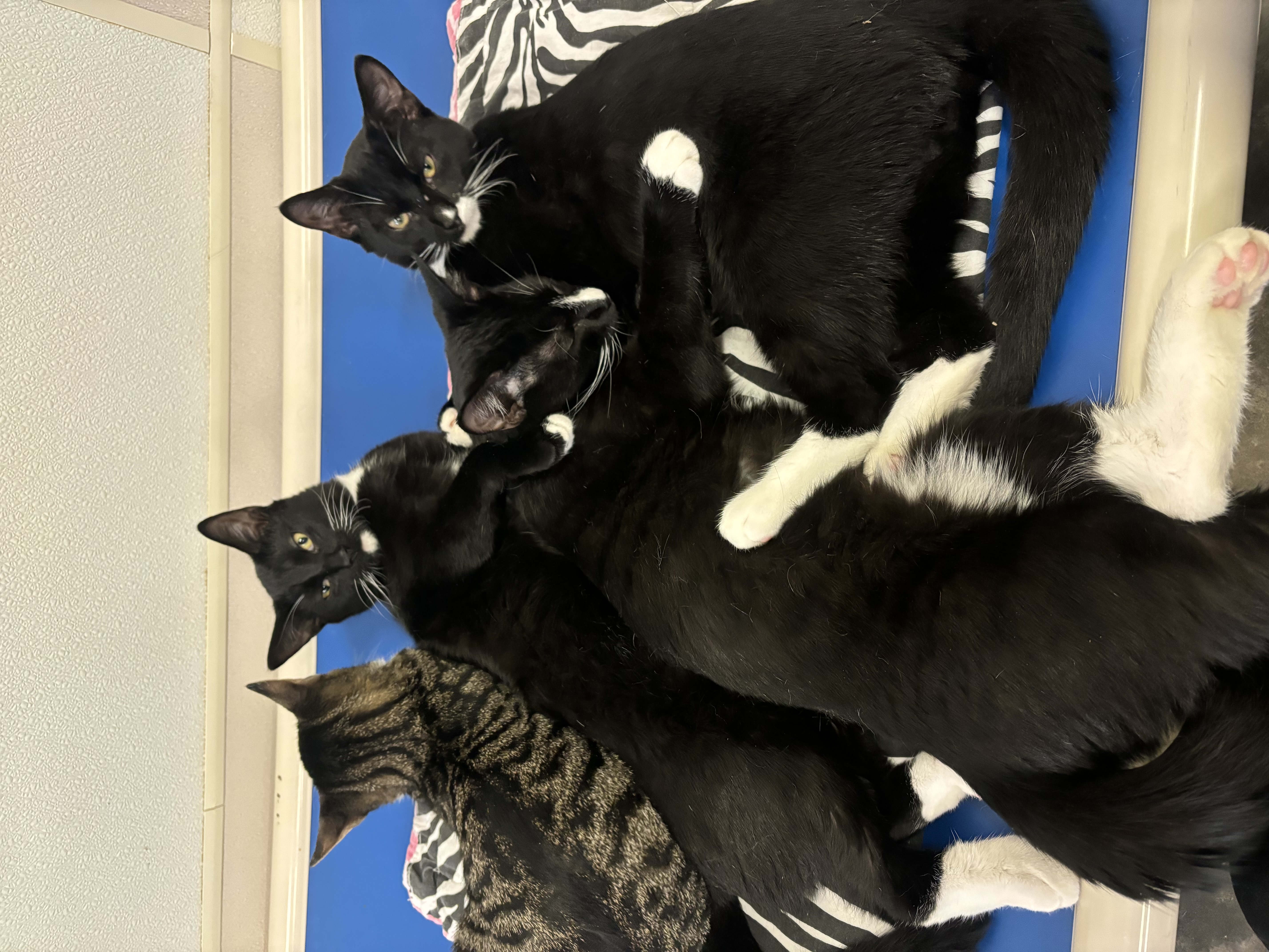 Peter, a Adoptable Domestic Short Hair in Salisbury, NC image 5/5