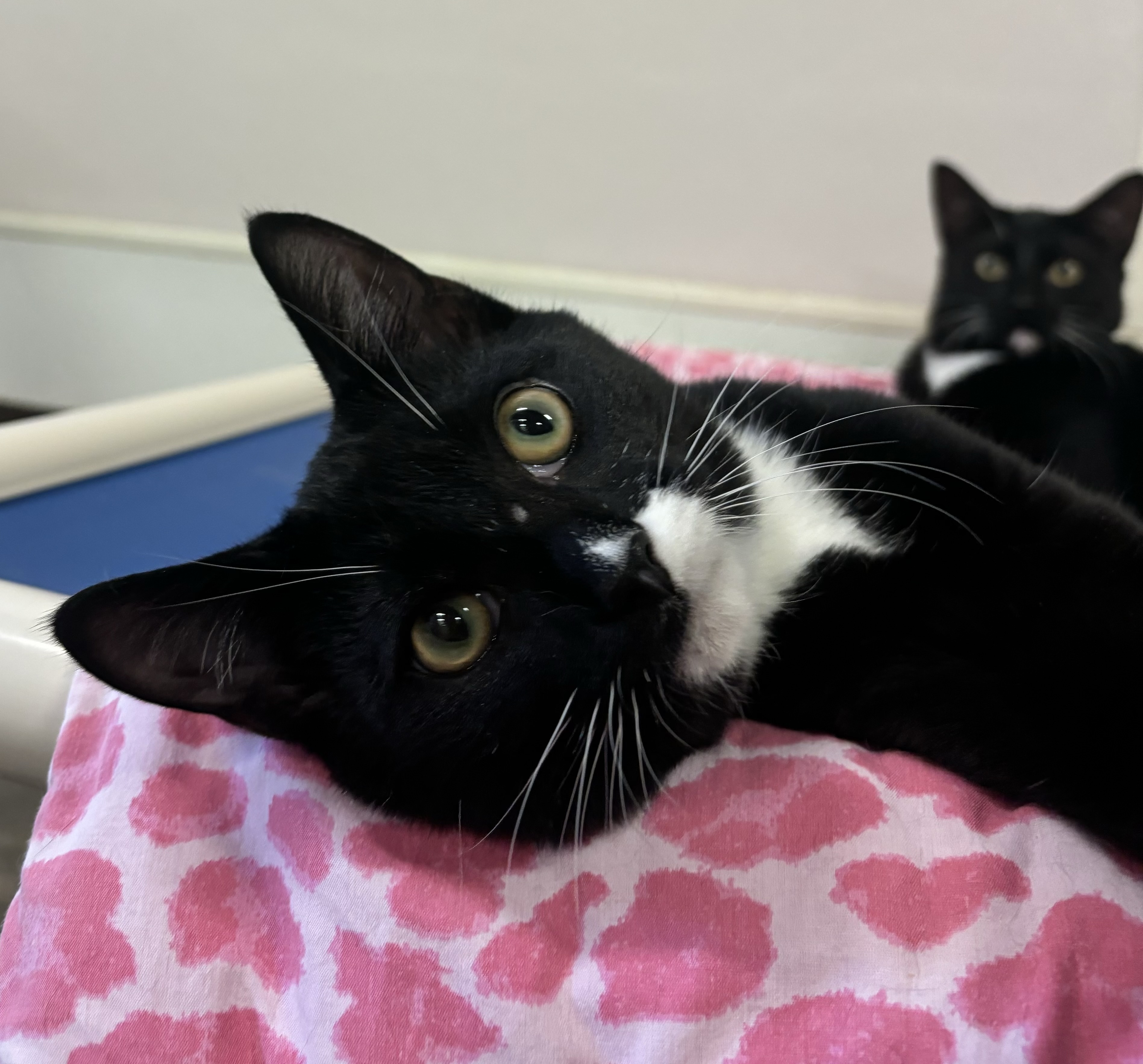 Peter, a Adoptable Domestic Short Hair in Salisbury, NC image 4/5