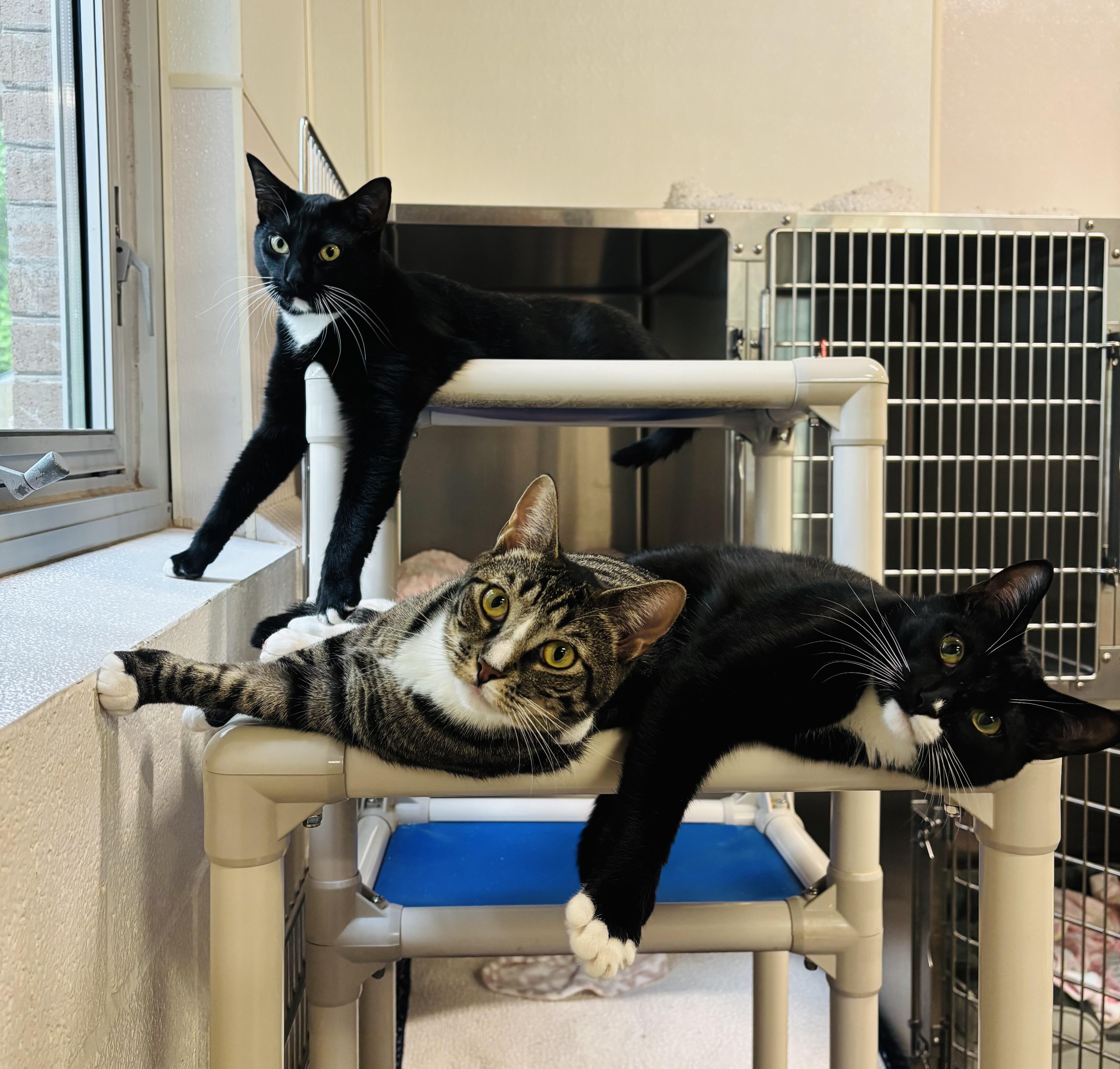 Peter, a Adoptable Domestic Short Hair in Salisbury, NC image 2/5