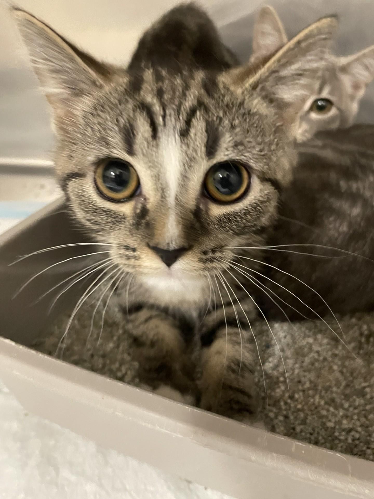 Gucci11715B (RESCUED), ADOPTABLE, Kitten Female Domestic Short Hair.