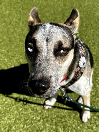 Raven, a Adoptable mixed breed in Wichita, KS image 1/3