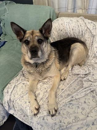 Enlarge Englebert, a Adoptable mixed breed in Kansas City, MO image 1/3
