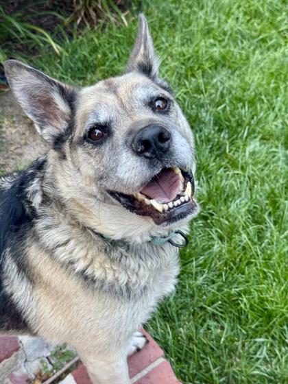 Enlarge Englebert, a Adoptable mixed breed in Kansas City, MO image 2/3