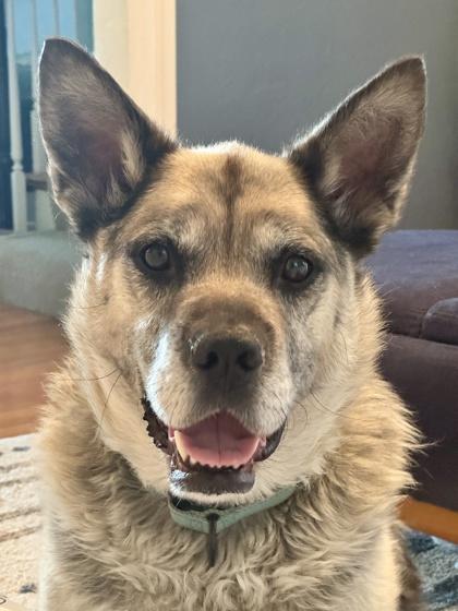 Enlarge Englebert, a Adoptable mixed breed in Kansas City, MO image 3/3