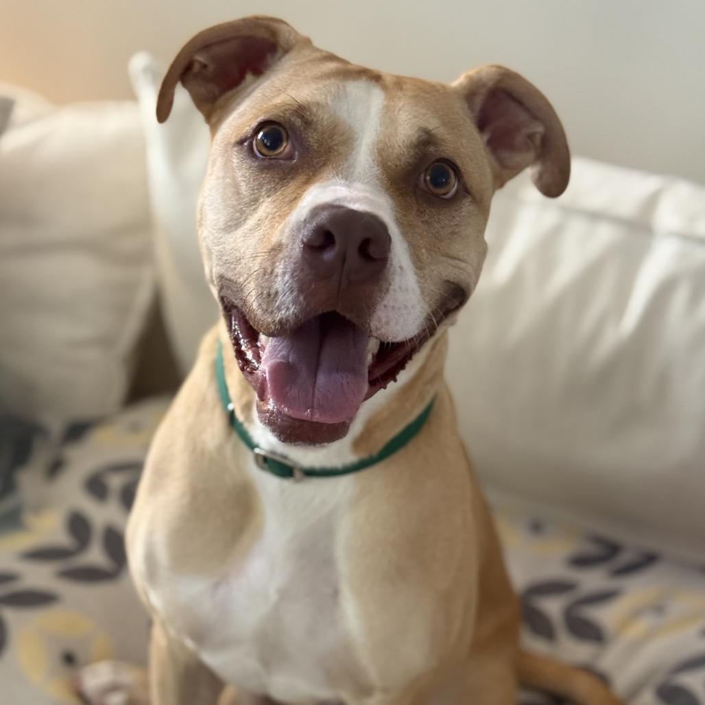 Enlarge Charlie, a Adoptable Pit Bull Terrier in Greensboro, NC image 5/6