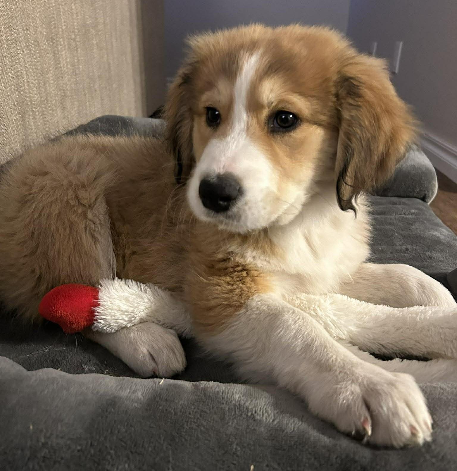 Enlarge Maplebee, a ADOPTABLE mixed breed in Kiowa, OK image 2/6