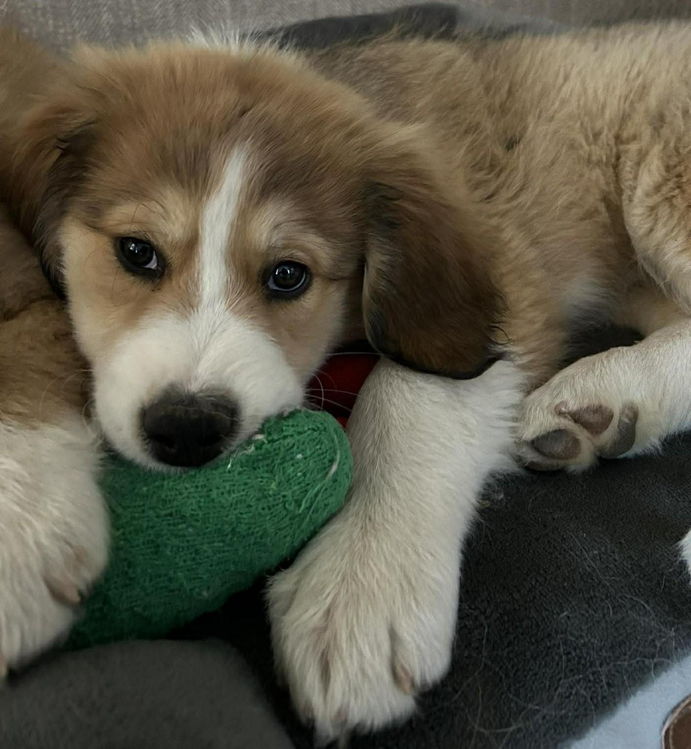 Maplebee, ADOPTABLE, Puppy Female Great Pyrenees.