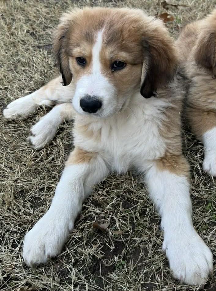 Enlarge Maplebee, a ADOPTABLE mixed breed in Kiowa, OK image 6/6