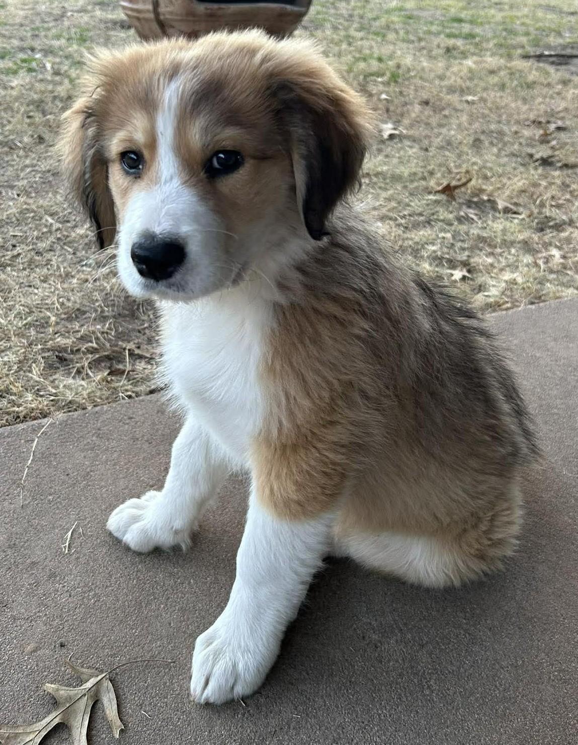 Enlarge Maplebee, a ADOPTABLE mixed breed in Kiowa, OK image 3/6