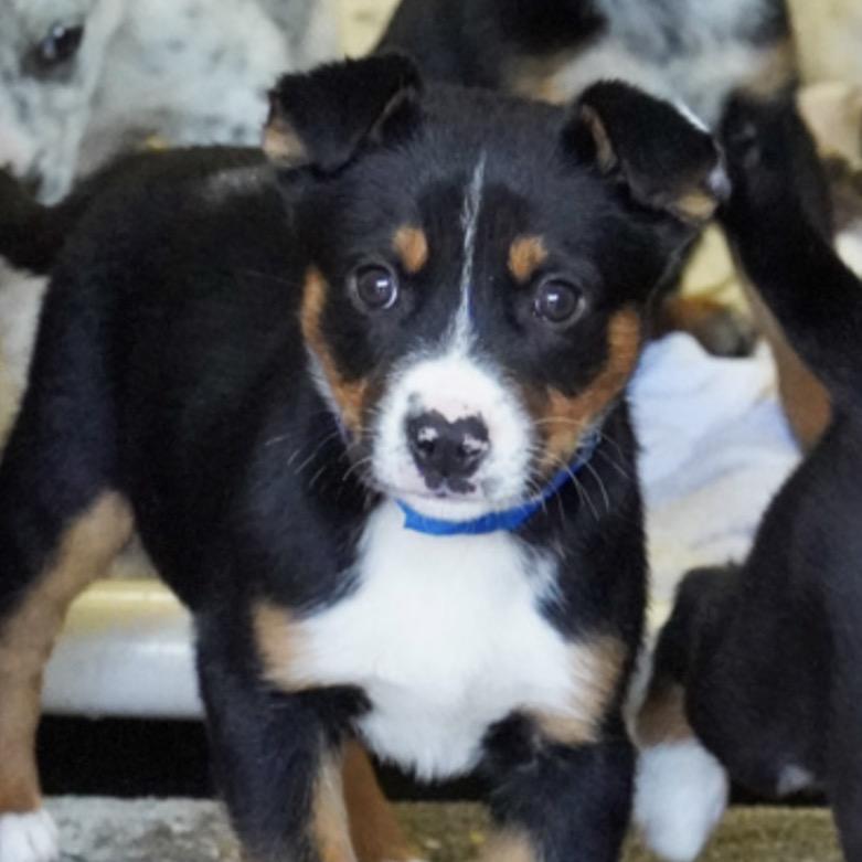 558 (2026) Roscoe, Adoptable, Puppy Male Australian Cattle Dog / Blue Heeler & Mixed Breed.