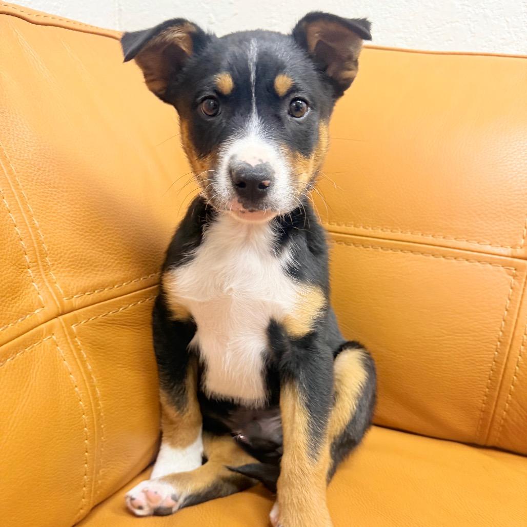 Enlarge 558 (2026) Roscoe, a Adoptable mixed breed in Parker, CO image 3/3