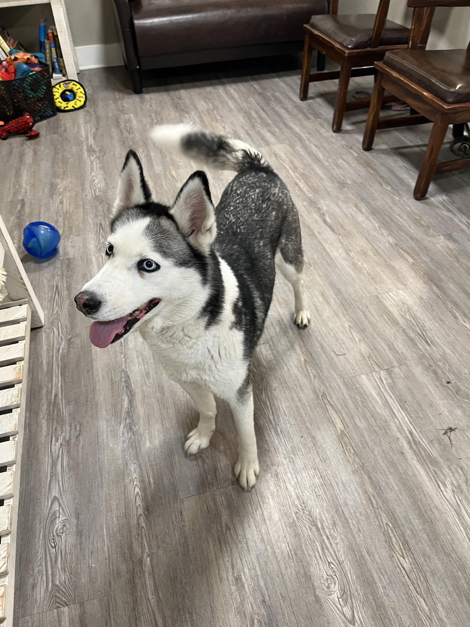 Sierra, Adopted, Adult Female Mixed Breed.