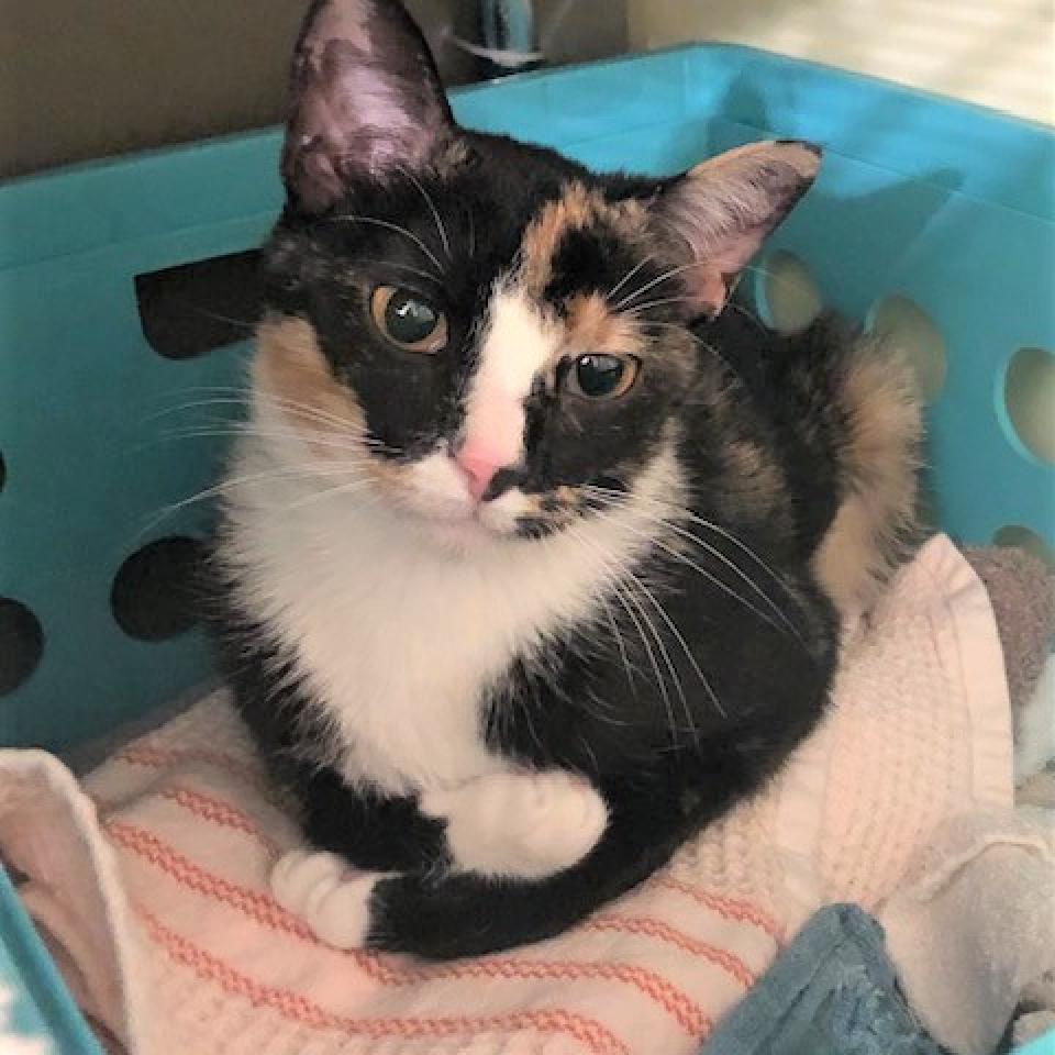 Sequoia 2020, Adoptable, Adult Female Domestic Short Hair.