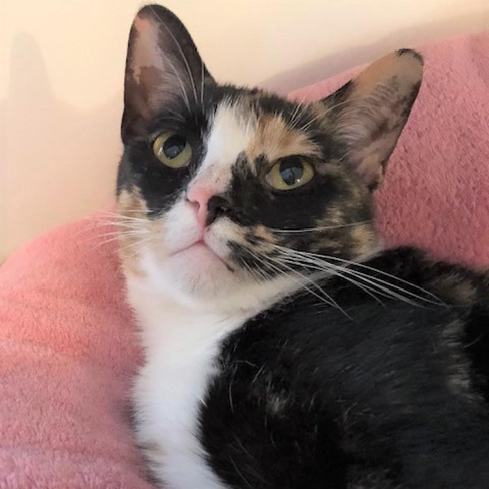 Sequoia 2020, a Adoptable Domestic Short Hair in Bensalem, PA image 2/4