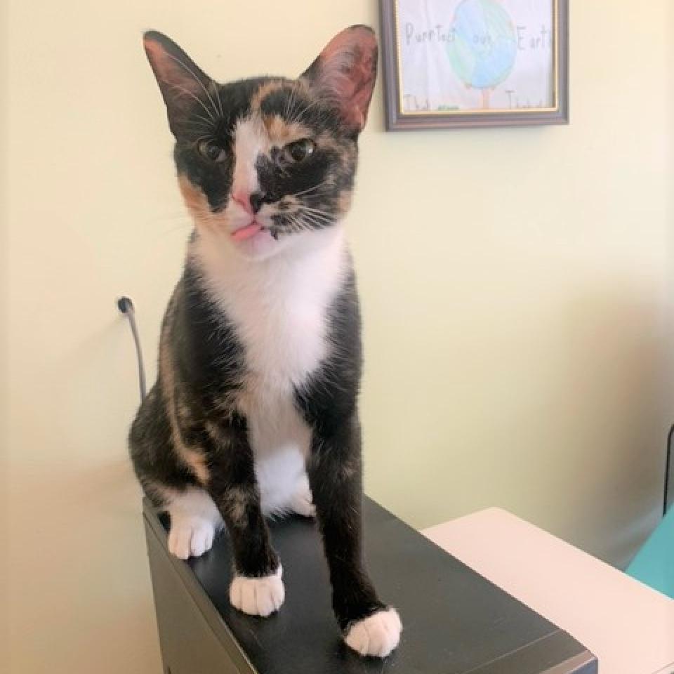 Enlarge Sequoia 2020, a Adoptable Domestic Short Hair in Bensalem, PA image 3/4