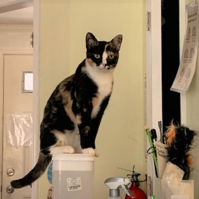 Enlarge Sequoia 2020, a Adoptable Domestic Short Hair in Bensalem, PA image 4/4