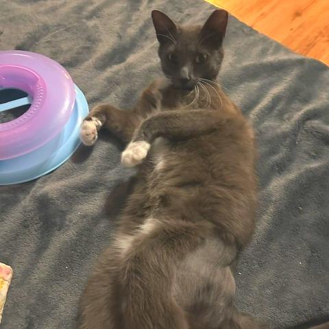 Enlarge Baby G, a Adoptable Domestic Short Hair in Folsom, LA image 1/3