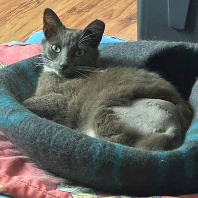 Enlarge Baby G, a Adoptable Domestic Short Hair in Folsom, LA image 2/3